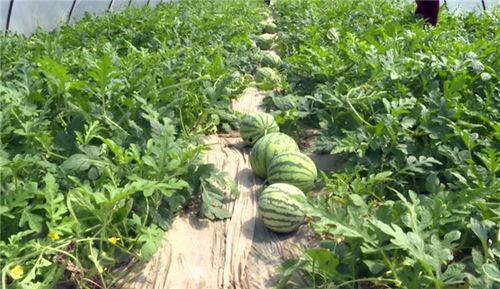 壶关最新吃瓜爆料,揭秘神秘事件背后的真相！